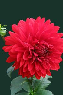 seedagro Dahlia Double Figaro Mix Seed