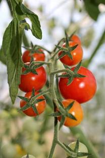 syngenta tomato Seed