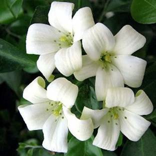 YI Saler Manokamni (Madhukamini) Plant seeds Beautiful White Flowers with very nice Smell Seed