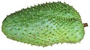 ASPEN Mullatha Fruit Plant | Annona Muricata | Soursop Healthy Live Plant | Not a Seed