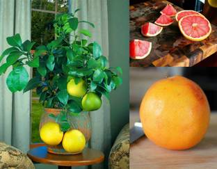 M-Tech Gardens Rare Hybrid Pomelo " Ruby Red " Exotic 10 Seed
