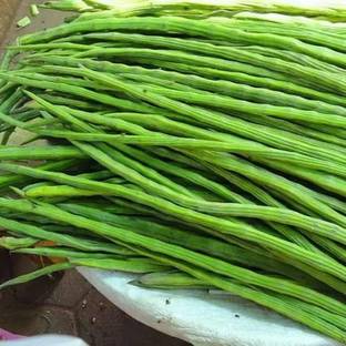 jkfarm Drumstick, Moringa, Sojhna Seed