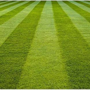 SREE Grass Seeds for Garden/Park/Playground, Lawn Grass Seed