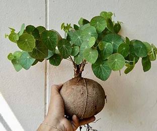 YAMICO Caudex Plant Seed