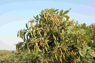 HYBRID 1kg arhar dal seeds Toor dal seeds highest yield Seed
