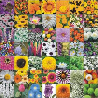Rosemary Flower Seeds Combo for home garden 35 varieties flower combo Seed