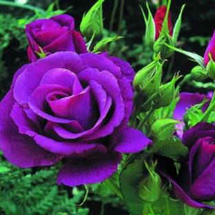 ACMS Germany rare purple dragon rose seeds. Flowering plants Seed