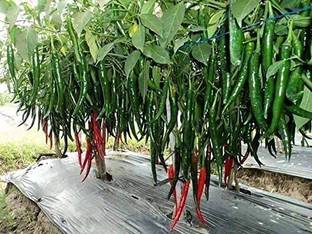 TANMAY FUN ZONE C4 BEST SELLER FARMER CHOICE PREMIUM 100% GERMINATION 200 SEEDS OF F1 HYBRID CHILLI(MIRCHI OR MIRCH). SPICES VEGETABLE Seed