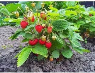 Aro Strawberry, Strawberries Seed