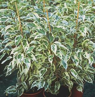 Kapebonavista ficus benjamina starlight Ficus Starlight Ficus benjamina Plant Seed