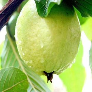 SeeGreen F1 Hybird Guava Seeds, 100% Pure Organic Fruit Plant Seed, Amrood Hybird Seed