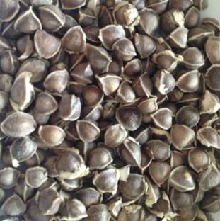 VibeX XL-80 - Non-GMO PKM1 Moringa Oleifera - (450 Seeds) Seed