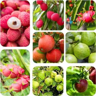 seedx Combo Pack Of -Litchi-Apple-Dragon Fruit-Guava Seed