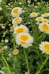 BSARKAR cherry gold flowers seed, Flowers seed Seed