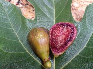 M-Tech Gardens Hybrid Fig Seed