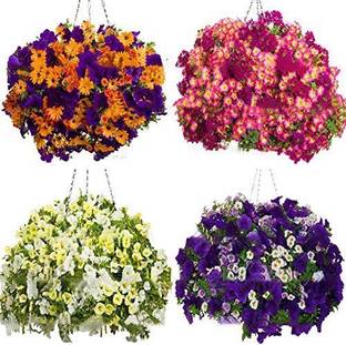 CYBEXIS Seeds Petunia Plants Hanging Bonsai Mini Petunia Beautiful Seed