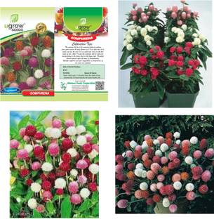 U-GROW INDIA UGROW INIDA VIBRANT GOMPHRENA MIX: LONG-LASTING GLOBE AMARANTH FLOWERS Seed