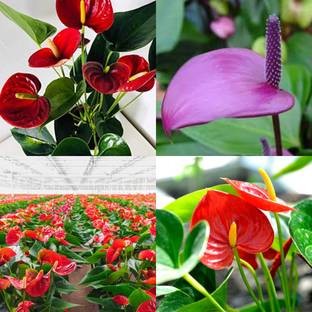 ibains Anthurium seeds mix colour 12 Seed