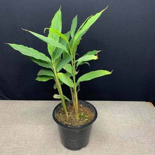 SHOP 360 GARDEN Elaichi / Yallaki / Ealakai / Chota Elaichi / Cardamom Seeds For Planting Seed