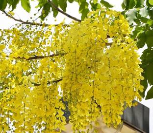 MAHAMAYA A TO Z Golden shower Tree, Pudding pipe tree, Badar ko lathi Chepang, Indian laburnum, Sonalu Seed