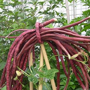 Arshiayat Red Cowpea Beans Lobia Lal Barbati Seed