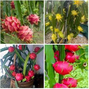 wequality Hybrid Dragon fruit seeds for plant Seed