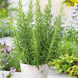 VELSUM Rosemary Seeds | Organic Herb Plant Seed
