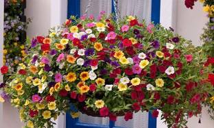 KANAYA Petunia Mix Seed