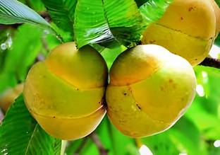 SHYAM Desi Tokk Chalta Tree Seed