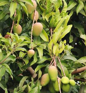 Kapebonavista Live Mango All Season Aam Baramasi Fruit Healthy Plant Seed