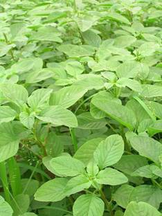 Arshiayat Amaranthus(Green) Thotakura Seed