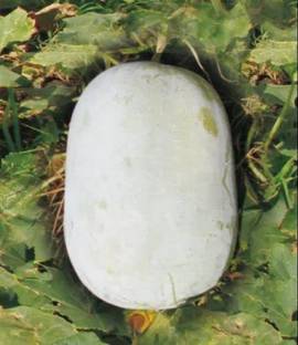 Aywal Ash Gourd Seed