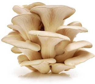 Mayabon Original Oyster mushroom seed,organic,Healthy,Vegetable,Pack of 1 Seed