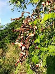 Seedsqlty Red sandal seeds original, high germination (19 seeds) Seed