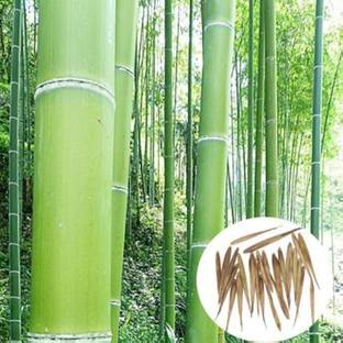 wequality bamboo seeds/bamboo seeds 22 Seed