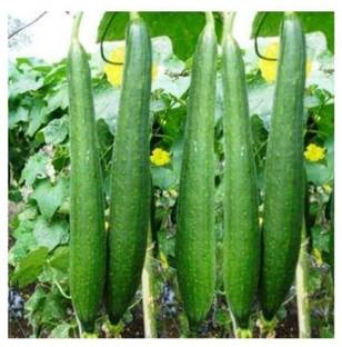 CYBEXIS GUA-83 - Sponge GourdNenuaNethi Birakai - (100 Seeds) Seed