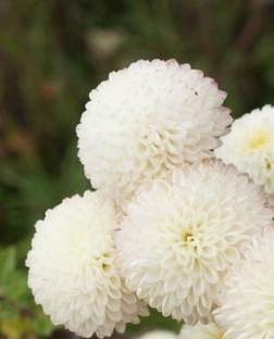 Liance SNOWBALL CHRYSANTHEMUM Seed