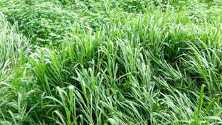 BDSresolve cow buffalo goat cattle forder/grass seeds for baffalo Seed