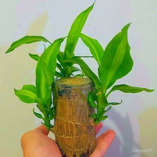 crockdile Verdant Vein: Brazilian Timber Pulsing with Nature’s Fortune Seed
