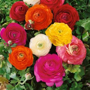 Epazo Imported Double Peony Ranunculus Flower Bulbs For Indoor/Outdoor Gardening Seed