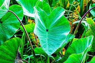 Aywal Taro Root / Arbi / Dasheen / Eddoes Vegetable Bulbs Home Outdoor Gardening Bulbs Seed