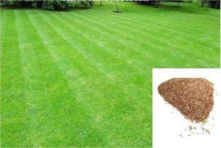 wequality lawn grass seeds Seed