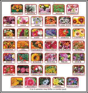 Greenery Hub 40 Variety Flower Seeds Combo Pack Seed