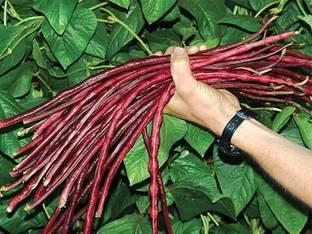 Arshiayat Cowpea Beans Lobia Seeds Special Colour Seed