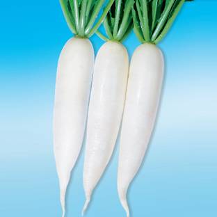 NONGWOO KTX 726 F1 Hybrid Radish Seed