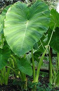 KANAYA Taro Root Arabi Beej Seed
