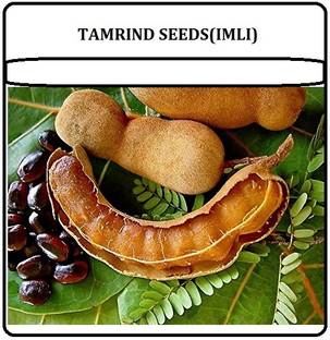 KNESSiN Sweet Tamarind Meethi Imli (Thailand Tamarind)Seeds Seed