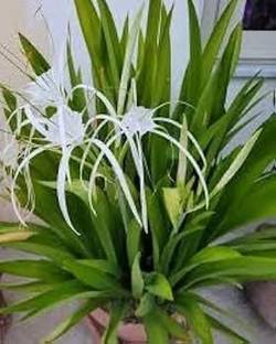 MAHAMAYA A TO Z Sudharsana Lily Bulbs, Crinum latifolium, Jovannapolatali, Vishamungil Seed