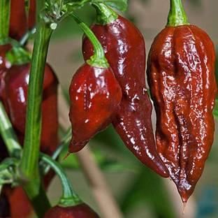 ibains Naga king chilli seeds Seed