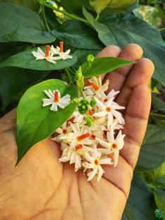 jkfarm Shiuli, Night Jasmine flower Seed